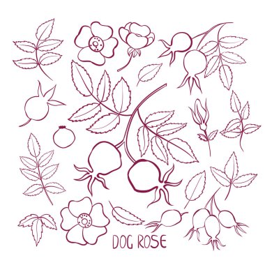 Yaprak ve çiçek kuşburnu seti. Beyaz arka planda izole edilmiş. Elle çizilmiş illüstrasyon. Doodle.