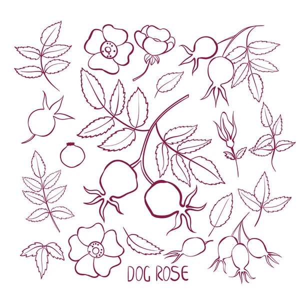 Set van bladeren en bloemen rozenbottel. Geïsoleerd op witte achtergrond. Hand getekende illustratie. Doodle. — Stockvector