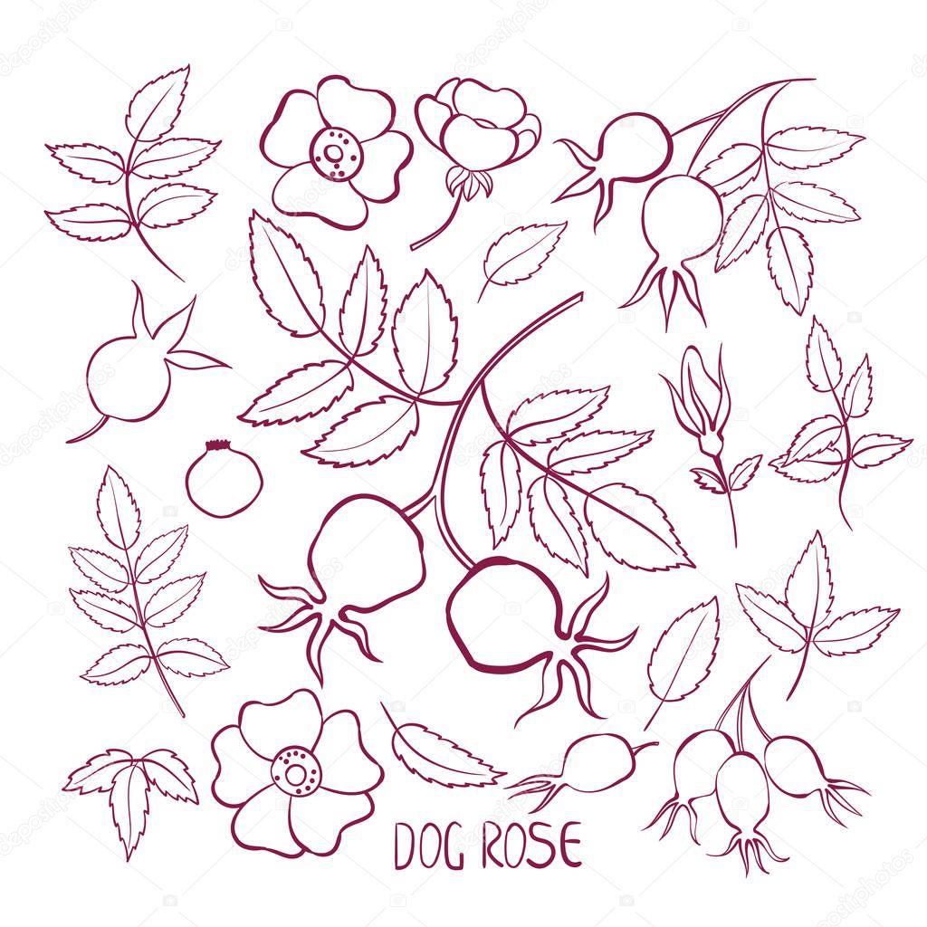 Set of leaves and flowers rosehip. Isolated on white background. Hand-drawn illustration. Doodle.