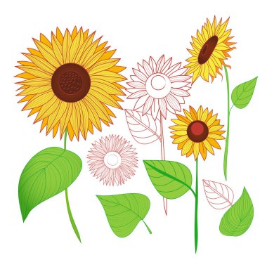 Ayçiçeği seti. Sonbahar. Elle çizilmiş İzole vektörü.