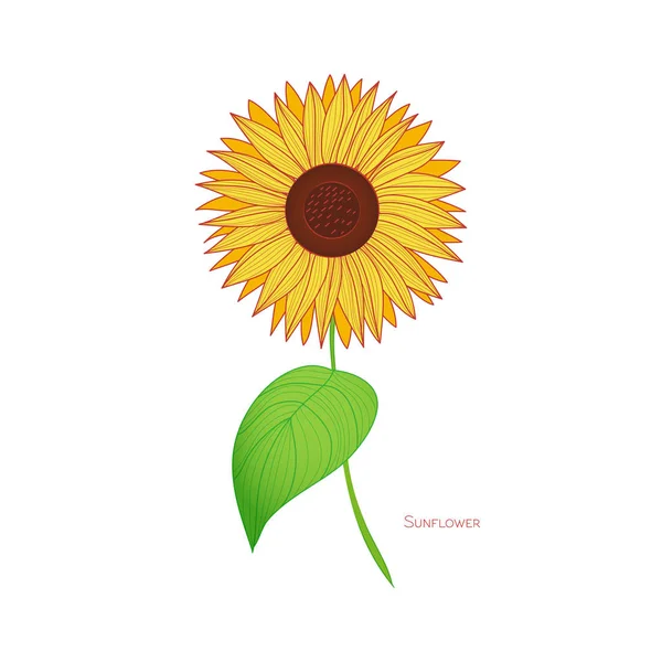 Hand-drawn sunflower. Isolated illustration on white background. Autumn vector — Stock Vector