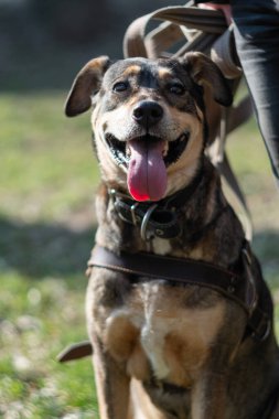 Büyük köpek çimenlerde oturuyor.