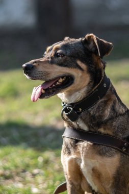 Köpeği barınaktan al.