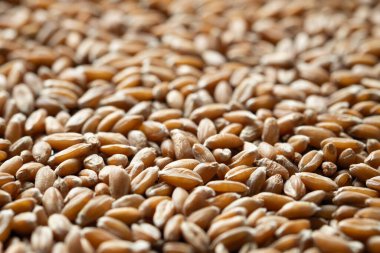 hecelenen tahıl, makro üst görünüm