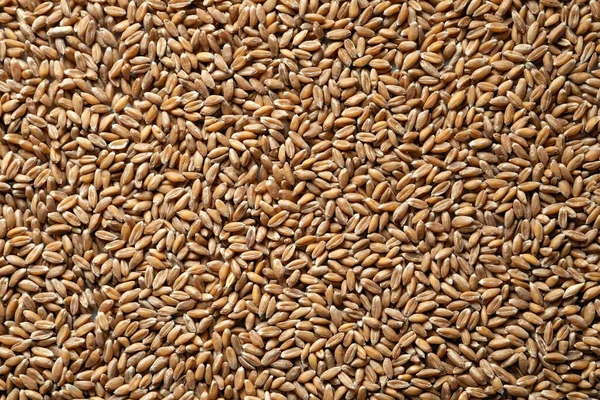 Deletreado Grano Macro Vista Superior — Foto de Stock