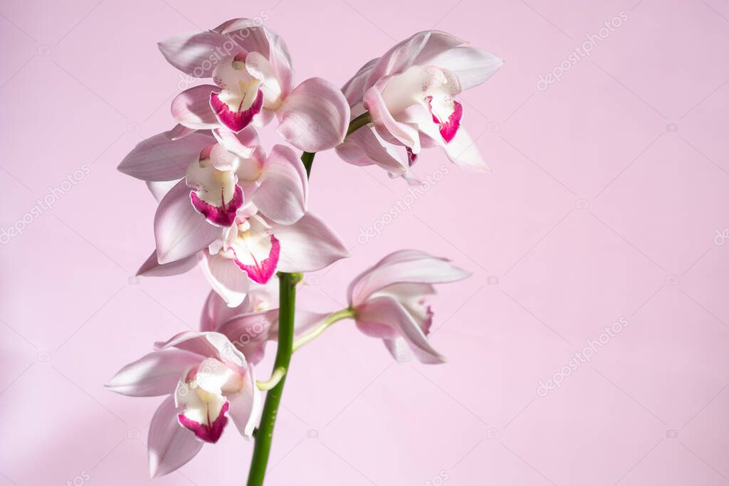 beautiful tropical pink orchid on a pink  background, blank