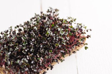 ... evde keten bir kilimin üzerinde yetişen mikroyeşil turp ve kırmızı lahana filizleri, ev yapımı mikro çiftlik.