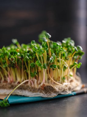 Evdeki keten halıda yetişen kırmızı mikroyeşil turplar, gri koyu arkaplan.