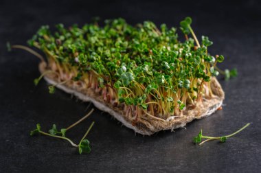 Evdeki keten halıda yetişen kırmızı mikroyeşil turplar, gri koyu arkaplan.