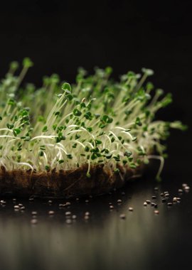 Evdeki keten halıda yetişen yeşil lahanalı chia siyah tohumlar, gri koyu arkaplan