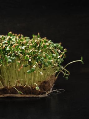 Evdeki keten halıda yetişen mikro yeşil keten tohumları, gri koyu arka plan.