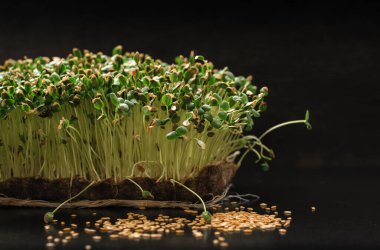 Evdeki keten halıda yetişen mikro yeşil keten tohumları, gri koyu arka plan.