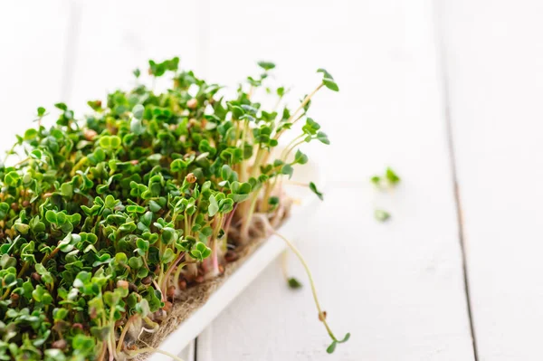 Giovani Germogli Verdi Ravanello Microverde Coltivati Casa Una Micro Fattoria — Foto Stock