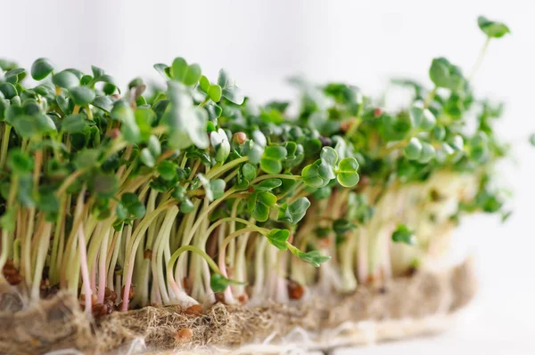 Germogli Giovani Verdi Ravanello Microverde Coltivati Casa Tappeto Lino Micro — Foto Stock