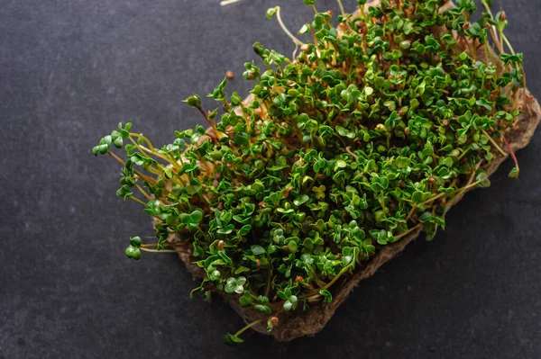 Sprouts Red Microgreen Radish Grown Linen Rug Home Gray Dark — Stock Photo, Image