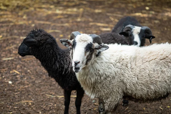Ένα Κοπάδι Πρόβατα Μια Βόλτα Βόσκουν Λευκό Και Μαύρο Πρόβατο — Φωτογραφία Αρχείου