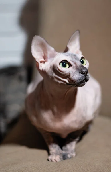 Exotic Hairless Sphinx Cat Sitting Couch — Stock Photo, Image