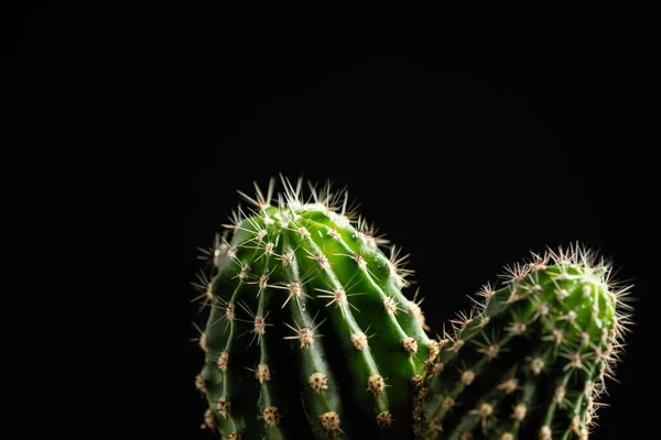 Cactus Decorativo Una Olla Sobre Fondo Negro Con Espacio Para — Foto de Stock