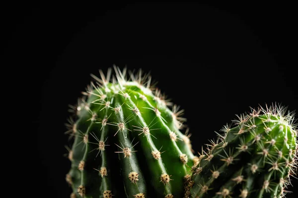 Cactus Decorativo Una Olla Sobre Fondo Negro Con Espacio Para —  Fotos de Stock