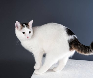 Beyaz kedi şaşkınlıkla etrafa baktı. Gri arka planda mesaj için yer vardı.