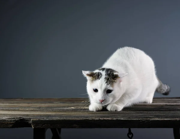 Witte Kat Bereidt Zich Voor Springen Een Grijze Achtergrond Met — Stockfoto