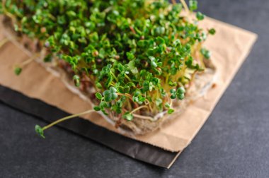 Evdeki keten halıda yetişen kırmızı mikroyeşil turplar, gri koyu arkaplan.