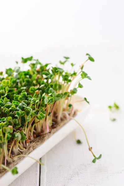 Giovani Germogli Verdi Ravanello Microverde Coltivati Casa Una Micro Fattoria — Foto Stock