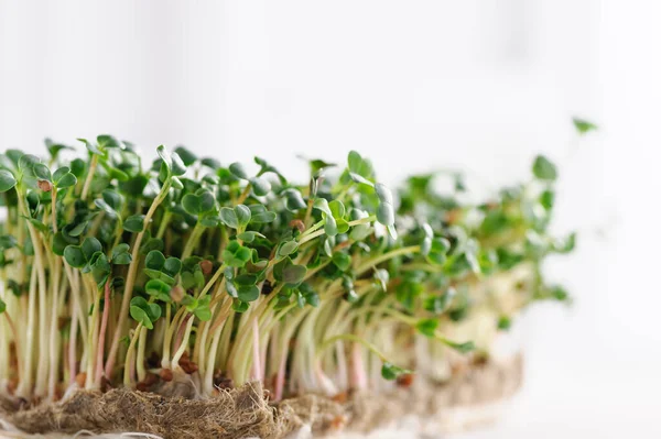 Germogli Giovani Verdi Ravanello Microverde Coltivati Casa Tappeto Lino Micro — Foto Stock