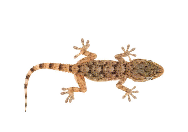 House gecko isolated on white background, Hemidactylus turcicus