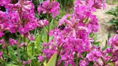 Bumblebee ve Silene viscaria, Bumblebee, Silene viscaria, Video