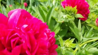 Şakayık, peeonia, çiçekler, bahçıvan, doğa, video