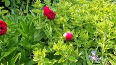 Şakayık, peeonia, çiçekler, bahçıvan, doğa, video