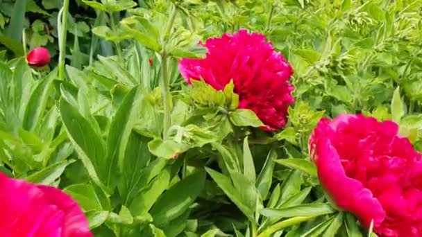 Pion Paeonia Blommor Trädgårdsmästare Natur Video — Stockvideo