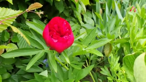 Peonía Peonía Flores Jardinero Naturaleza Vídeo — Vídeo de stock