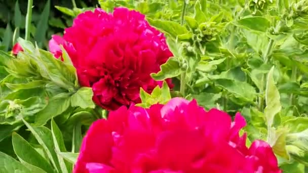 Piwonia Peonia Kwiaty Ogrodnik Natura Wideo — Wideo stockowe