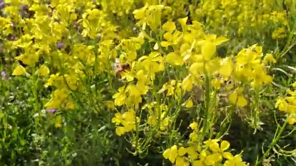 Furrow Bee Yellow Flowers Bee Video — стоковое видео