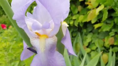 Iris, planlar, çiçek, video