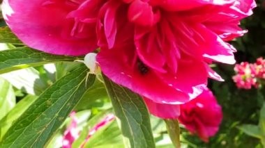Misumena vatia, şakayık, örümcek, video
