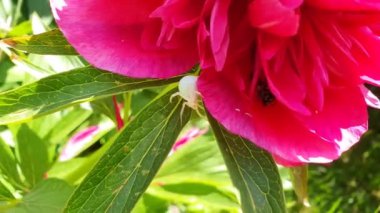 Misumena vatia, şakayık, örümcek, video