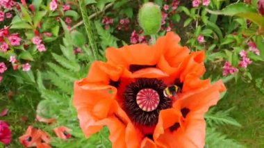 Bumblebee, papaver orientale, böcek, video