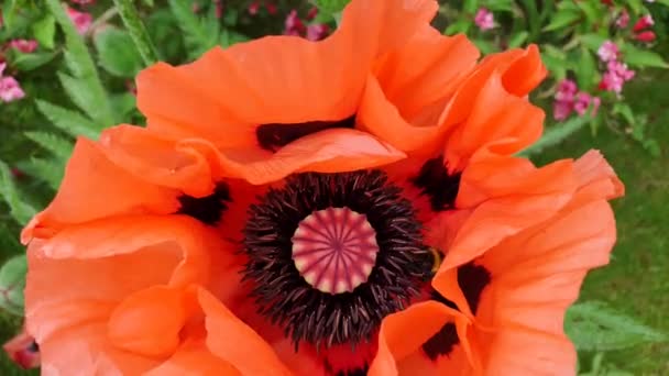 Bourdon Papaver Orientale Insecte Vidéo — Video