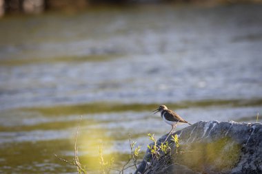 Doğal nehir kenarı habitatında yaygın olarak görülen kum çulluğu (Actitis hypoleucos) tipik Avrupa balıkçısı ve göçmen kuş sürüsü