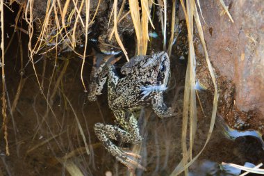 Mağripli kurbağa (Rana arvalis), doğal gölet ve sulak arazide su amfibyumundan doğar.