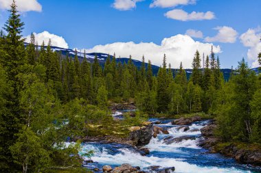 İskandinav ormanlarında akıntılı vahşi nehir. Kozalaklı, kayalı ve sulu temiz dağ doğası..