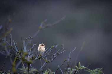 Beyazboğaz (Sylvia Communis) yoğun çalılıklarda gizlenmiş, doğal ortamdaki ötücü kuşlar