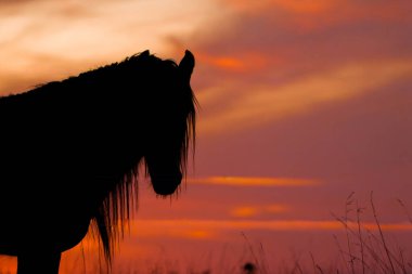 Parlayan kırmızı günbatımı gökyüzüne karşı at kafasının sanatsal silueti. Görüntü zarafeti, özgürlüğü, gücü ve doğayla uyumu simgeler. Reklamlar, makaleler, ilham verici projeler ve dekoratif baskılar için mükemmel..