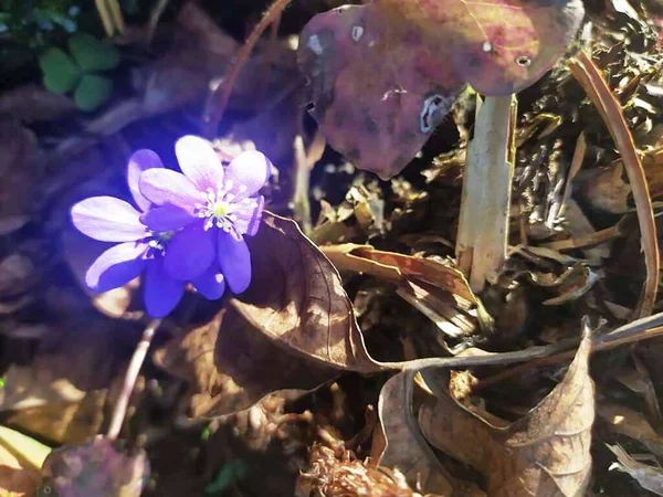 İfade edilen: bu arada, bahar tamamen çiçek açtı