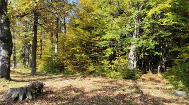 Güz ormanı kokusunun kameraya çekildiği güzel bir manzara.