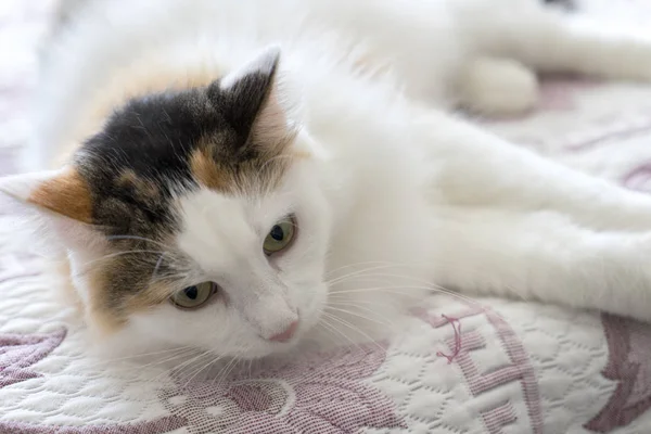 Yatakta kedi var.
