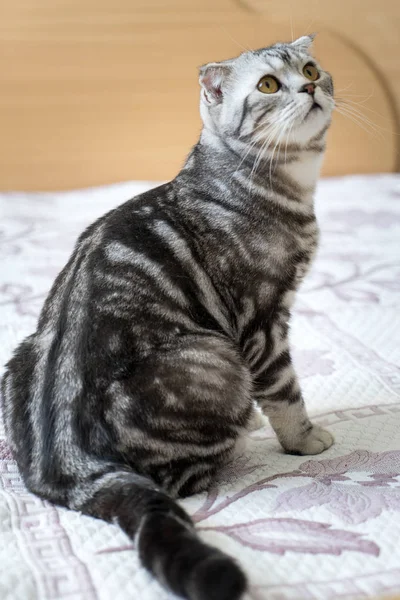 Kat op het bed — Stockfoto